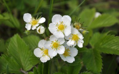 İlkbaharda, vahşi çilekler doğada çiçek açar.