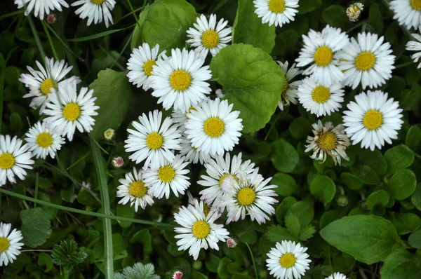 Naturaleza Entre Las Hierbas Del Césped Florecen Perennes Bellis Perennis — Foto de Stock