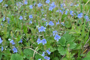 Baharda, Veronica Chamaedrys vahşi doğada çiçek açar.