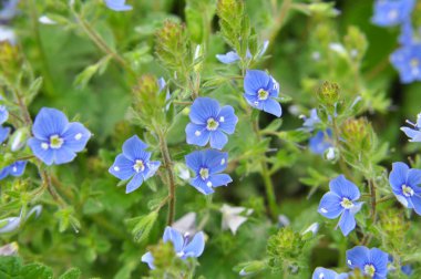 Baharda, Veronica Chamaedrys vahşi doğada çiçek açar.