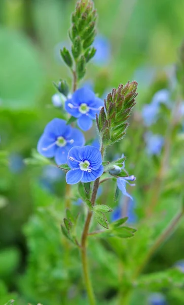 Primavera Verónica Chamaedrys Florece Naturaleza — Foto de Stock