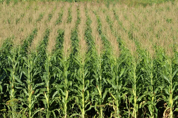 Zomer Rijpt Maïs Het Landbouwveld — Stockfoto