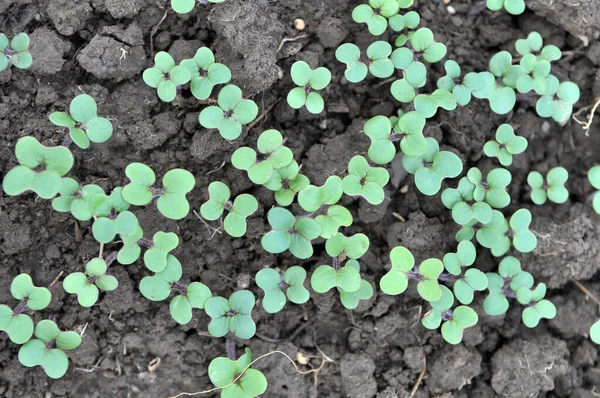 Mosterdspruiten Geteeld Voor Organische Meststoffen Groene Mest Sideraten — Stockfoto