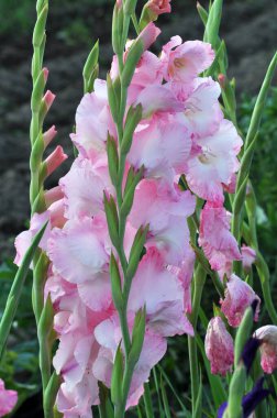 Yazın, gladiolus çiçek tarhında açar.
