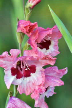 Yazın, gladiolus çiçek tarhında açar.