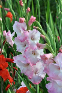 Yazın, gladiolus çiçek tarhında açar.