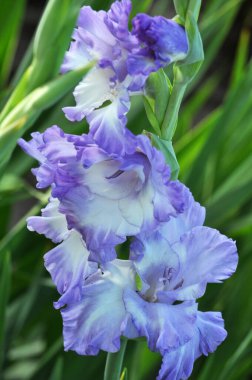 Yazın, gladiolus çiçek tarhında açar.