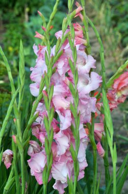 Yazın, gladiolus çiçek tarhında açar.