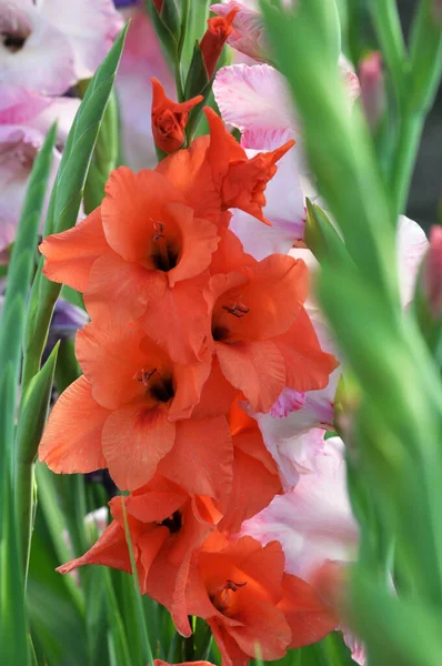 Summer Gladiolus Blooms Flowerbed — Stock Photo, Image