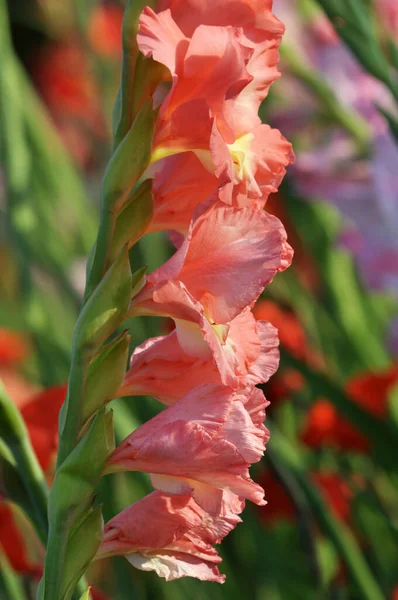 Nyáron Gladiolus Virágzik Virágágyáson — Stock Fotó