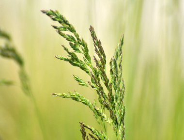 Çayırlarda, yabani otların arasında Poa büyüyor..