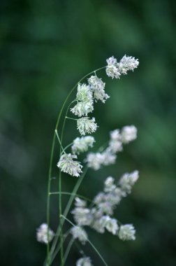 Çayırlarda değerli otlar açar Dactylis glomerata