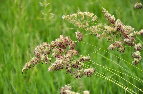 In the meadow blooms valuable fodder grass Dactylis glomerata