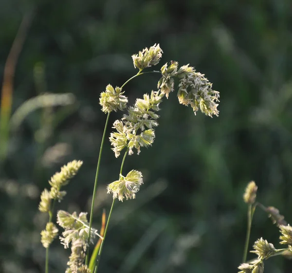 Лугу Цветет Ценная Трава Dactylis Glomerata — стоковое фото