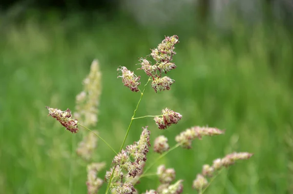 In the meadow blooms valuable fodder grass Dactylis glomerata