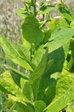 Yeşil yapraklar ve fidanlıkta yetişen bir tütün sapı.