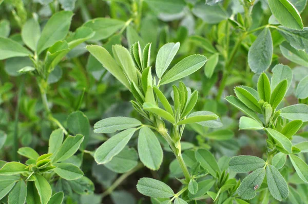 Granja Primavera Campo Joven Alfalfa Crece —  Fotos de Stock