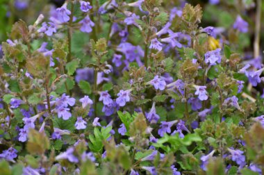 İlkbaharda, Glechoma hederacea doğada büyür ve çiçek açar.