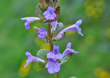 İlkbaharda, Glechoma hederacea doğada büyür ve çiçek açar.