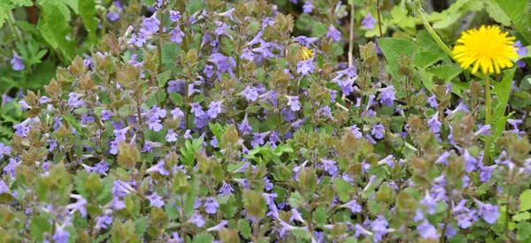 Primavera Glechoma Hederacea Crece Florece Naturaleza —  Fotos de Stock