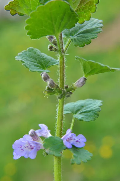 Printemps Glechoma Hederacea Pousse Fleurit Dans Nature — Photo