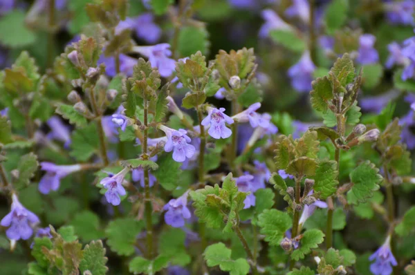 Pada Musim Semi Glechoma Hederacea Tumbuh Dan Mekar Alam Liar — Stok Foto