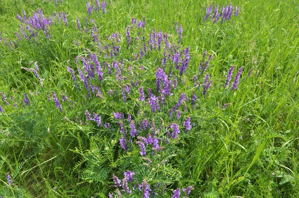 Vicia Tenuifolia Floresce Prado Natureza — Fotografia de Stock