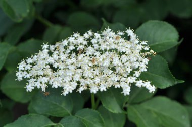 İlkbaharda, yaban mersini filizlenir.