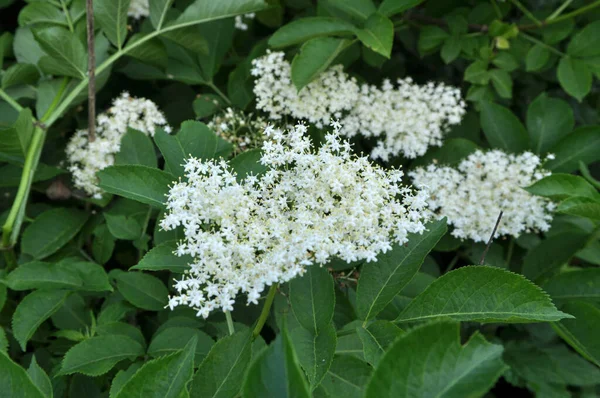 Printemps Sureau Fleurit Dans Nature — Photo