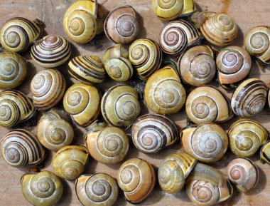 Cepaea nemoralis salyangozları vahşi doğada yaşar.