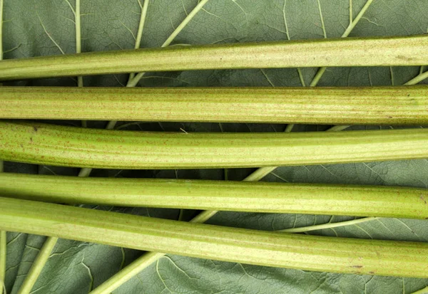 Harvested Garden Crop Rhubarb Stalks — Stock Photo, Image