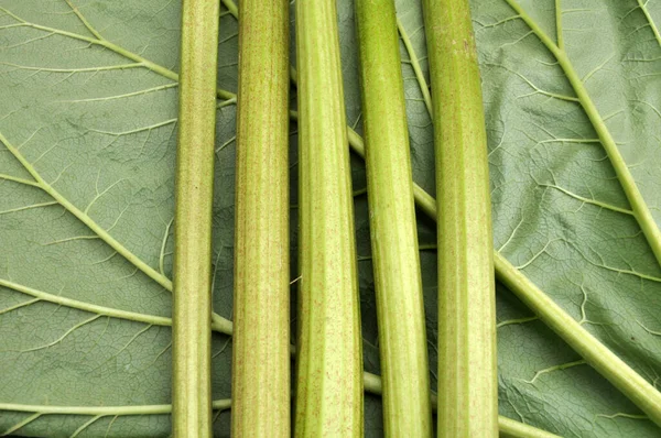 ルバーブの茎の庭の作物で収穫 — ストック写真