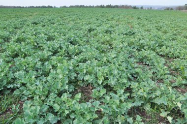 Üzerinde kış tecavüzü büyüyen bir bahar tarlası olan manzara.