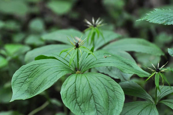 Primavera Nella Foresta Nel Bosco Fiorisce Parigi Quadrifolia Selvatica — Foto Stock