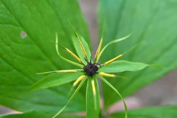 Spring Forest Wild Paris Quadrifolia Blooms — Stock Photo, Image