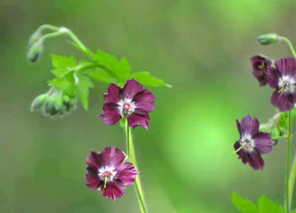 Dziczy Wiosennym Lesie Kwitnie Geranium Phaeum — Zdjęcie stockowe
