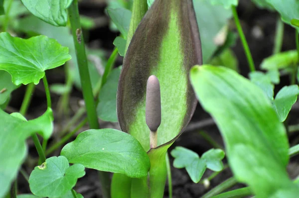 Arum Besserianum Primavera Florece Naturaleza Bosque — Foto de Stock