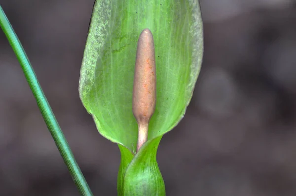 Arum Besserianum Het Voorjaar Bloeit Het Wild Het Bos — Stockfoto