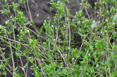 İlkbaharda Stellaria medyası doğada büyüyor.