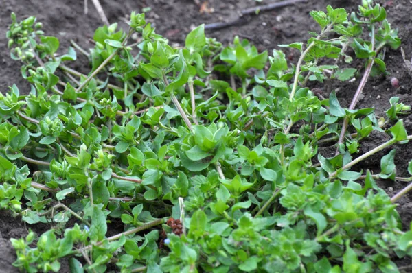 Весной Средства Массовой Информации Stellaria Растут Дикой Природе — стоковое фото