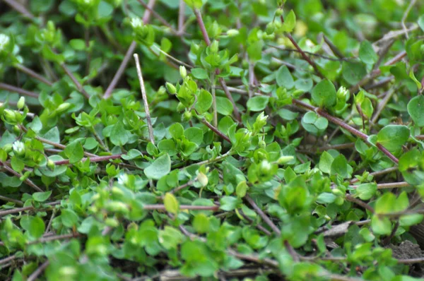 Het Voorjaar Groeit Stellaria Media Het Wild — Stockfoto