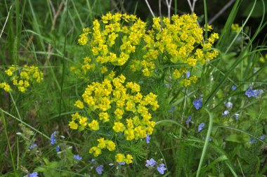 Yabani otların baharında, Euphorbia cyparissias çiçekleri açar.