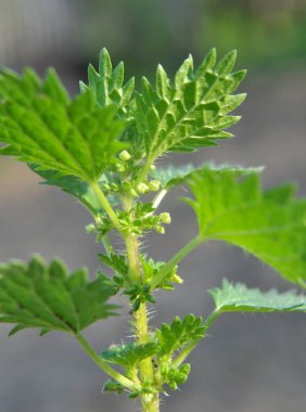 Vahşi doğada, ısırgan otu büyür (Urtica idrarı)