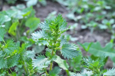 Vahşi doğada, ısırgan otu büyür (Urtica idrarı)