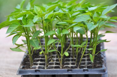 Organik topraklı kasetlerde tatlı biber filizleri yetişiyor.