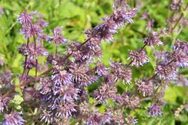 Vahşi doğada, Salvia verticillata otları arasında çiçek açar.