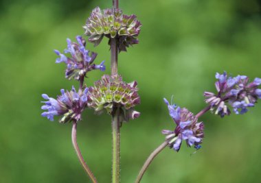 Vahşi doğada, Salvia verticillata otları arasında çiçek açar.