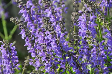 Yaz adaçayı (Salvia pratensis) yabani otlar arasında çiçek açar