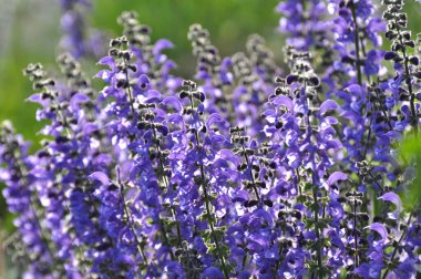 Yaz adaçayı (Salvia pratensis) yabani otlar arasında çiçek açar