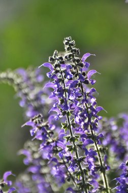 Yaz adaçayı (Salvia pratensis) yabani otlar arasında çiçek açar